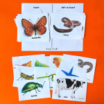 Photos of animals are sorted on a paper divided in half with each side titled "Insect" and "NOT an insect." More photos of animals sits below the sorting chart with images of animals for the insect vs. non-insect photo sort.