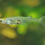 Danionella Cerebrum Fish With Green In The Background