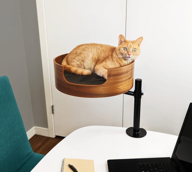 Cat sitting on wooden Desk Nest cat bed next to computer