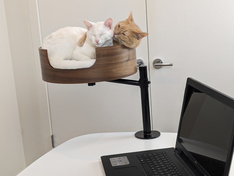 Cats sitting on wooden Desk Nest cat bed next to computer