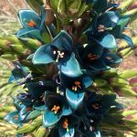 Sapphire Tower Plant Blooms After 20 Years With Help of Humans