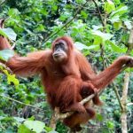 Orangutan in a tree in Indonesia